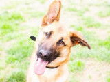Jeune mâle croisé de type Berger Belge Malinois robe bicolore 2 ans 1/2 à adopter