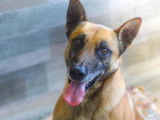 M&acirc;le adulte de type Berger Belge Malinois 6 ans robe sable cherche foyer