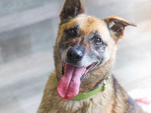 Femelle adulte d'apparence Berger Belge Malinois 10 ans 1/2 robe fauve à adopter