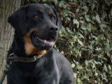 Chienne croisée Rottweiler à placer