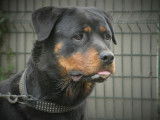 Chienne Rottweiler non-LOF à placer
