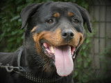 Chienne Rottweiler non-LOF à placer