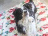 M&acirc;le adulte crois&eacute; de type &Eacute;pagneul Nain Continental Papillon 9 ans 1/2 robe bicolore &agrave; adopter