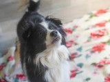 M&acirc;le adulte crois&eacute; de type &Eacute;pagneul Nain Continental Papillon 9 ans 1/2 robe bicolore &agrave; adopter