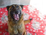 Femelle adulte de type Berger Belge Malinois 5 ans robe fauve cherche foyer