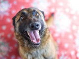 Femelle adulte de type Berger Belge Malinois 5 ans robe fauve cherche foyer