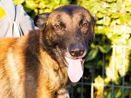 Mâle adulte d'apparence Berger Belge Malinois robe fauve 4 ans 1/2 à adopter