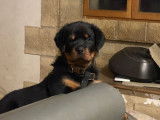 Chiot Rottweiler LOF à vendre