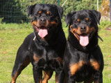 Chiot Rottweiler LOF à vendre