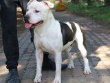 Mâle Américan Staffordshire Terrier, LOF, blanc et noir et âgé de trois ans, à vendre