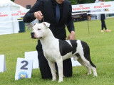 Mâle Américan Staffordshire Terrier, LOF, blanc et noir et âgé de trois ans, à vendre