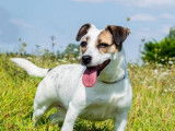 Femelle adulte croisée de type Jack Russel 5 ans robe tricolore à adopter