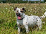 Femelle adulte croisée de type Jack Russel 5 ans robe tricolore à adopter