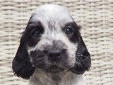 Cockers Spaniels Anglais, LOF : une femelle et cinq mâles disponibles à partir du 31/08/2021