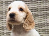 Cockers Spaniels Anglais, LOF : une femelle et cinq mâles disponibles à partir du 31/08/2021