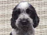 Cockers Spaniels Anglais, LOF : une femelle et cinq mâles disponibles à partir du 31/08/2021