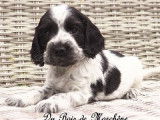 Cockers Spaniels Anglais, LOF : une femelle et cinq mâles disponibles à partir du 31/08/2021