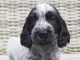 Cockers Spaniels Anglais, LOF : une femelle et cinq mâles disponibles à partir du 31/08/2021