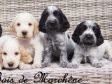Cockers Spaniels Anglais, LOF : une femelle et cinq mâles disponibles à partir du 31/08/2021
