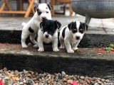 Chiots Jack Russell LOF &agrave; vendre