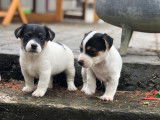 Chiots Jack Russell LOF &agrave; vendre