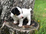 Chiots Jack Russell LOF &agrave; vendre