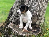 Chiots Jack Russell LOF &agrave; vendre