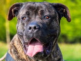 Mâle adulte de type Cane Corso robe fauve 7 ans à adopter