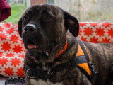 Mâle adulte de type Cane Corso robe fauve 7 ans à adopter