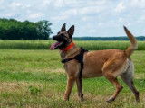 Jeune femelle de type Berger Belge Malinois robe sable 1 an 1/2 à adopter
