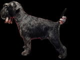 Saillie Schnauzer Nain noir LOF pour saillie