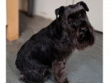 Saillie Schnauzer Nain noir LOF pour saillie