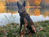 Berger Belge Malinois disponible pour saillie