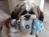 Shih Tzu mâle pour saillie