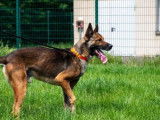 Mâle adulte de type Berger Belge Malinois robe fauve 4 ans à adopter