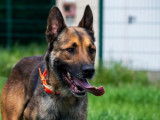 Mâle adulte de type Berger Belge Malinois robe fauve 4 ans à adopter