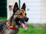 Mâle adulte de type Berger Belge Malinois robe fauve 4 ans à adopter