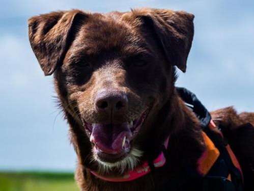 Mâle adulte croisé de type Labrador Retriever robe chocolat 3 ans à adopter