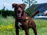 M&acirc;le adulte crois&eacute; de type Labrador Retriever robe chocolat 3 ans &agrave; adopter