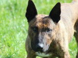 M&acirc;le adulte crois&eacute; de type Bull Terrier robe fauve 5 ans cherche foyer