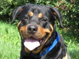 Jeune mâle d'apparence Rottweiler robe fauve 2 ans cherche foyer