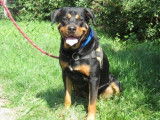 Jeune mâle d'apparence Rottweiler robe fauve 2 ans cherche foyer