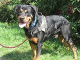 Jeune mâle d'apparence Rottweiler robe fauve 2 ans cherche foyer