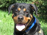 Jeune mâle d'apparence Rottweiler robe fauve 2 ans cherche foyer