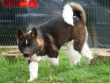 Joli chiot Akita AméricainLOF