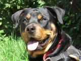 Jeune femelle de type Rottweiler robe fauve 1 an cherche foyer