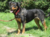 Jeune femelle de type Rottweiler robe fauve 1 an cherche foyer