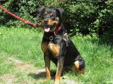 Jeune femelle de type Rottweiler robe fauve 1 an cherche foyer