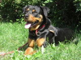 Jeune femelle de type Rottweiler robe fauve 1 an cherche foyer