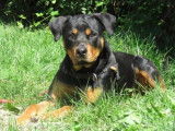 Jeune femelle de type Rottweiler robe fauve 1 an cherche foyer